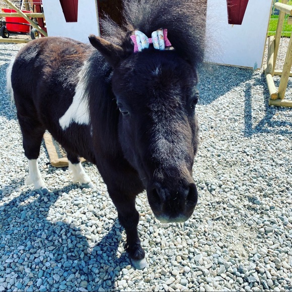 Meet your Posher, Lisa - Picture 4 of 4